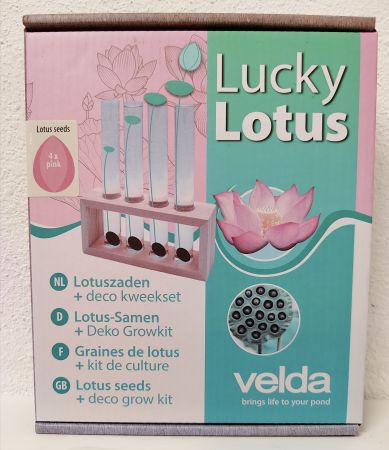 Lucky Lotus Pink